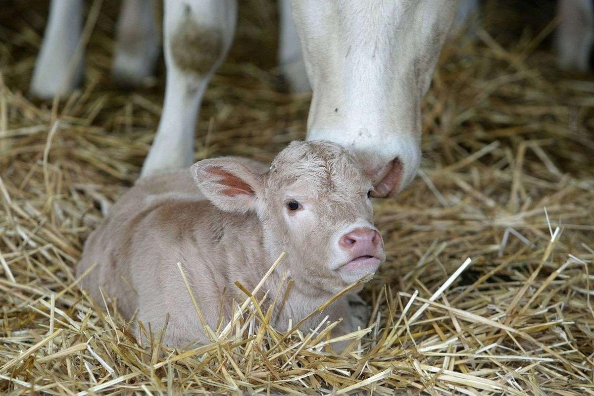 « On a tué ta mère » : quatre adolescents égorgent une vache et abattent son veau avant de partager les images sur les réseaux sociaux
