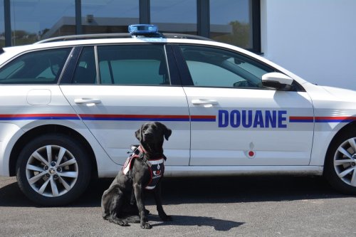 Pays basque : un chien des douanes d’Hendaye désigné « chien héros 2023 » par la Centrale canine