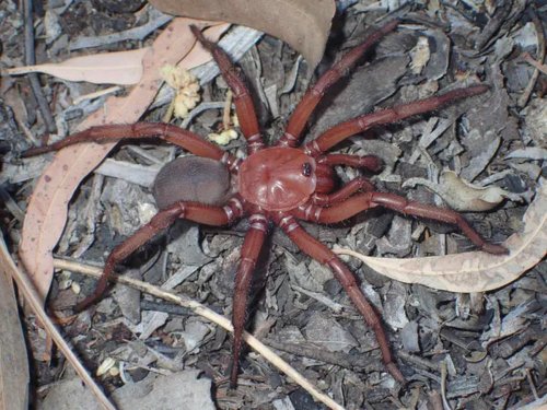 « C’est très gros » : une nouvelle espèce d’araignée trappe découverte en Australie