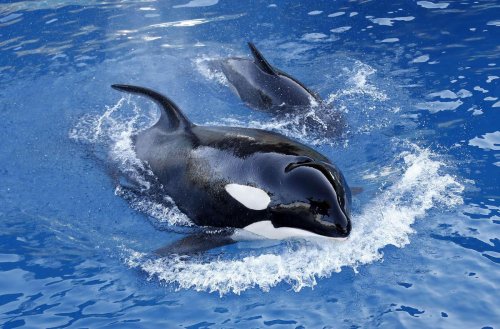 Marineland : une vidéo relance la polémique sur le sort des orques, toujours coincées dans le parc fermé