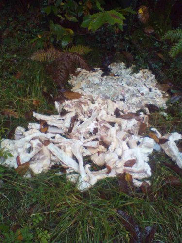 « Nous sommes horrifiés » : les dépôts sauvages de carcasses d’animaux se multiplient dans ce village de Dordogne