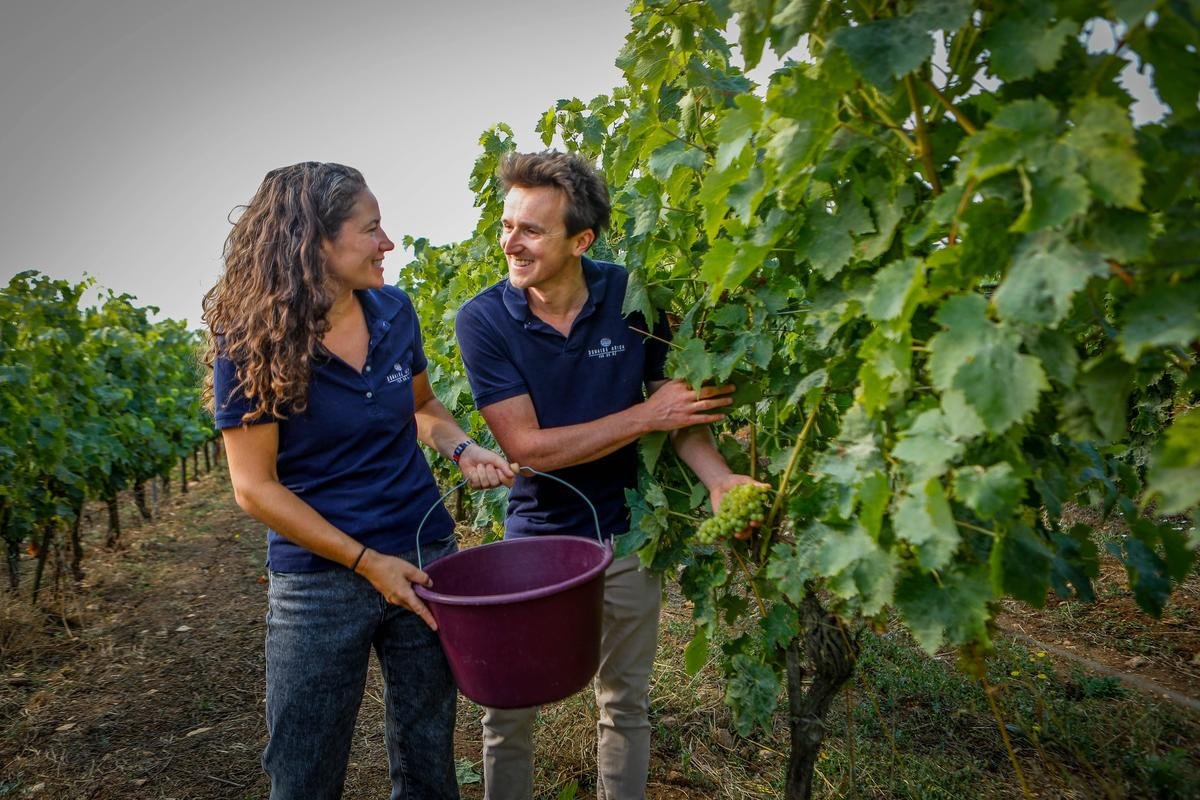 « La chaleur sur les vignes, ce n’est pas un drame » : canicule, sécheresse, quel impact sur les vins de la Charente-Maritime ?