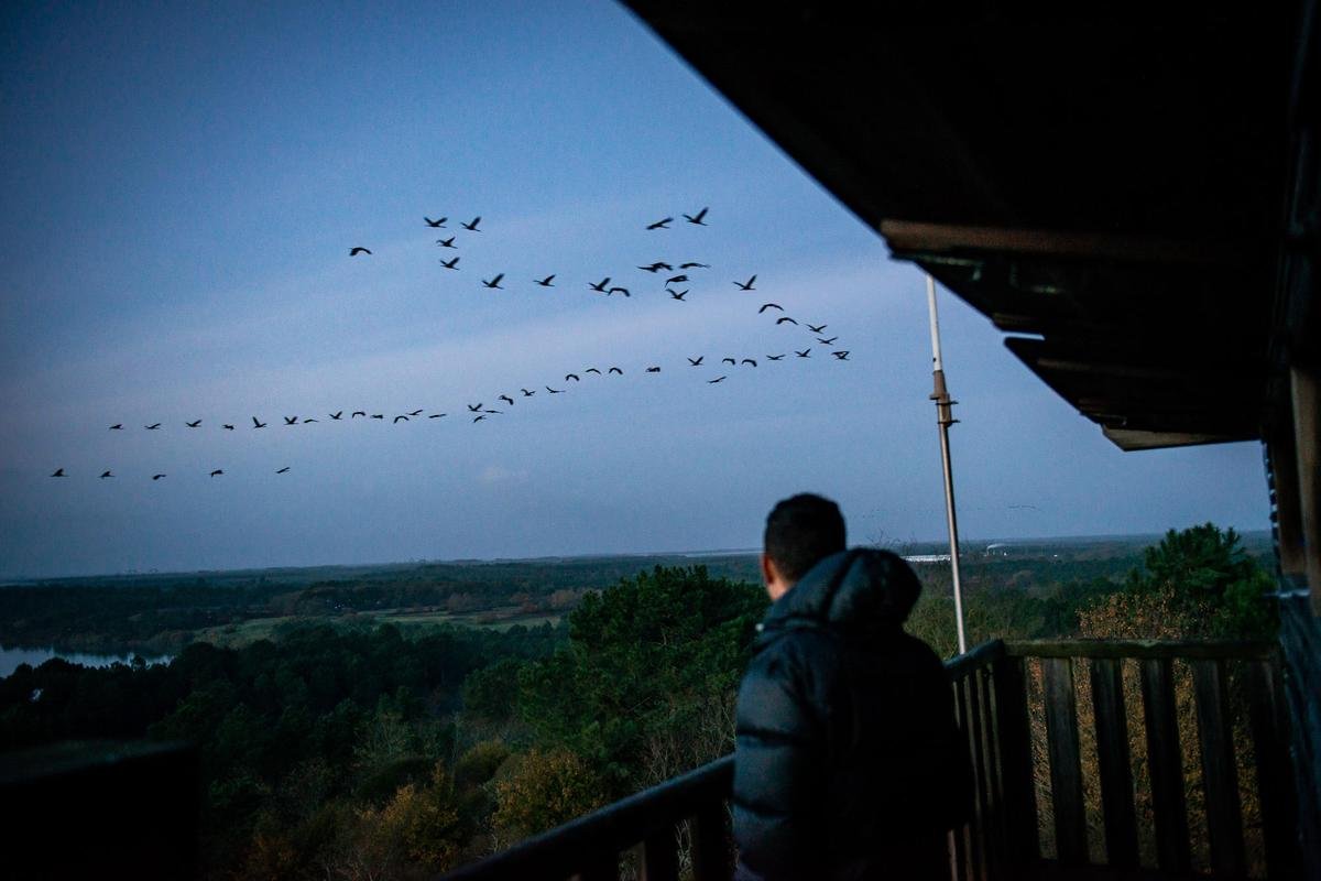 Oiseaux migrateurs retrouvés morts et positifs à la grippe aviaire : « À ce niveau-là, avec ce nombre d’oiseau, c’est inédit pour la Gironde »
