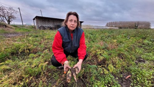 Gironde : des agriculteurs de la zone maraîchère de Bordeaux tirent la sonnette d’alarme sur le risque inondation