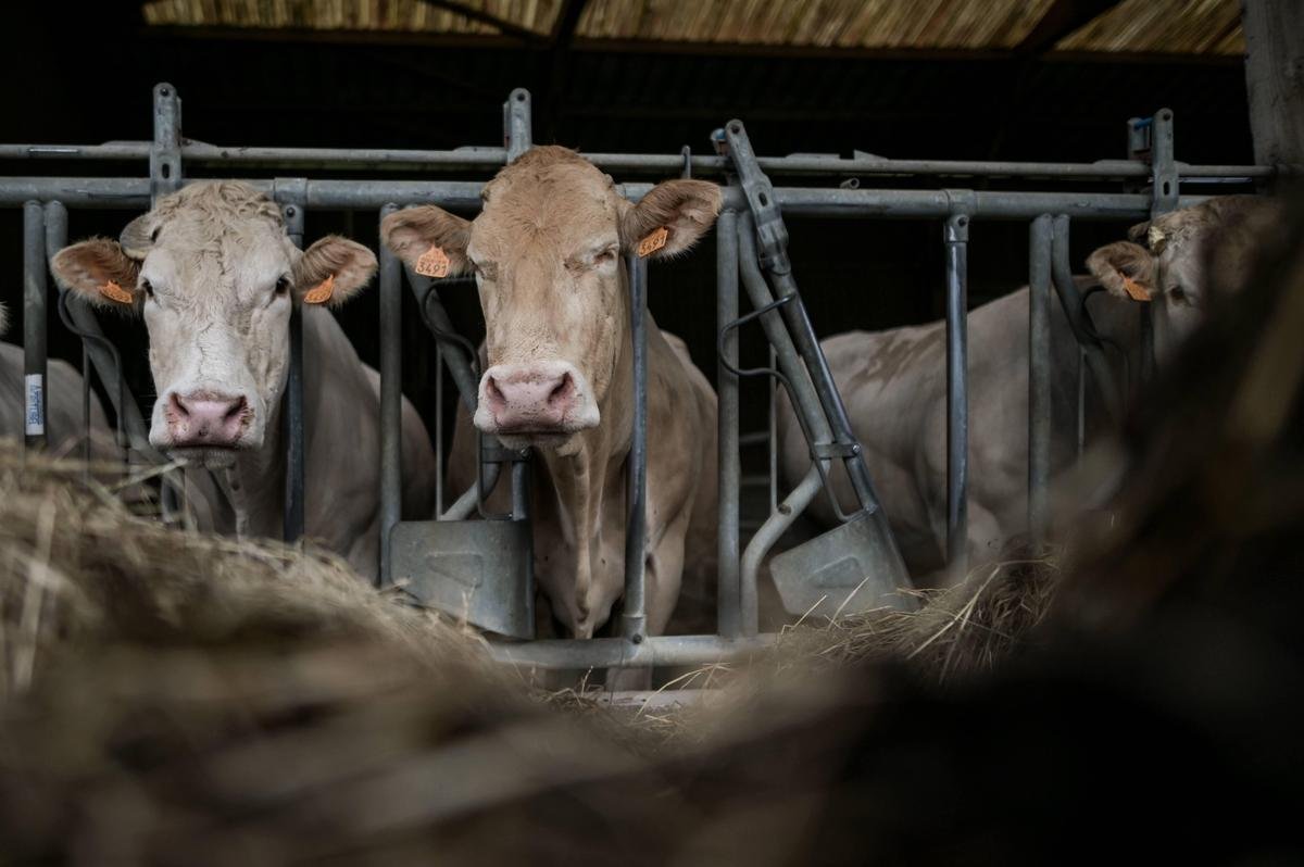 Agriculture : alerte sur la disparition des petites exploitations agricoles en France et en Nouvelle-Aquitaine