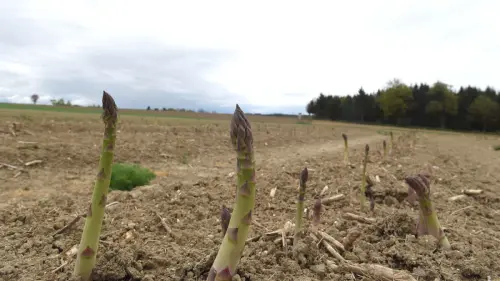 Spargelbauern sorgen sich um ihre Zukunft