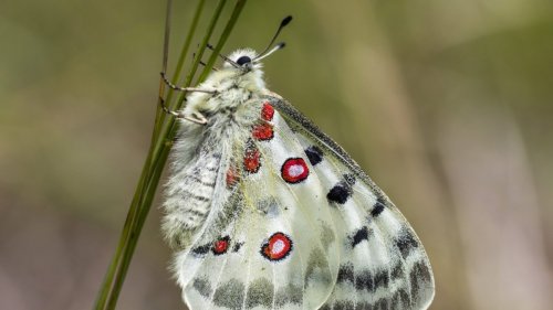 Biodiversität: Jetzt kommt es auf die Wirtschaft an