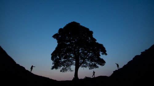 England: Berühmter Robin-Hood-Baum illegal gefällt