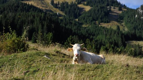 Greenpeace fordert Unterstützung für Bauern: Kühe gehören auf die Weide