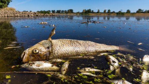 Fischsterben in der Oder könnte sich auf Ostsee ausweiten