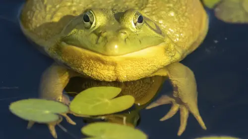 „Ein guter Schütze trifft einen Frosch aus zehn Metern Entfernung in den Kopf“