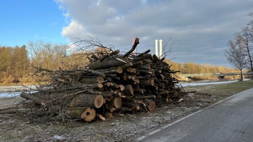München: Baumfällungen an der Isar