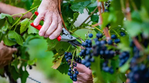 Weniger Riesling, mehr Probleme