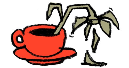 Entwässert Kaffee den Körper?