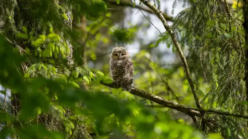 Großer Erfolg für den Artenschutz: Habichtskäuze brüten in freier Natur
