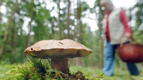 33 Jahre nach Tschernobyl: Pilze in Bayern belastet