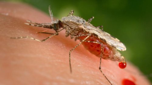 Invasive Moskito-Art erhöht Malaria-Risiko