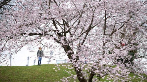 Im Olympiapark blühen die Kirschbäume