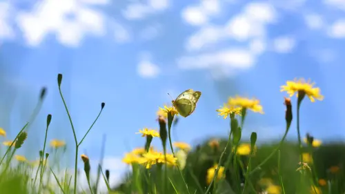 Sonnenschein und "fluffig bewölkter" Himmel