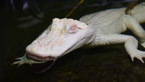 München: Der Albino-Alligator Ophelia hat ein neues Zuhause gefunden