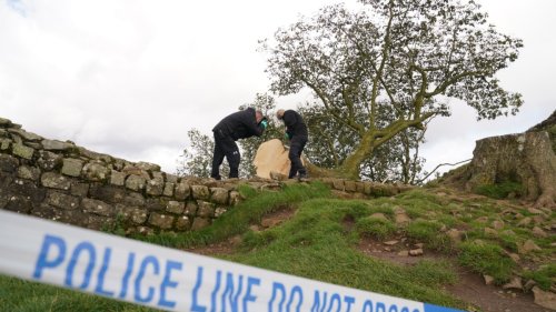 England: Berühmter Baum aus Robin-Hood-Film illegal gefällt