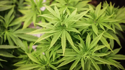 Wissenschaftler geben drei Empfehlungen für die Cannabis-Politik
