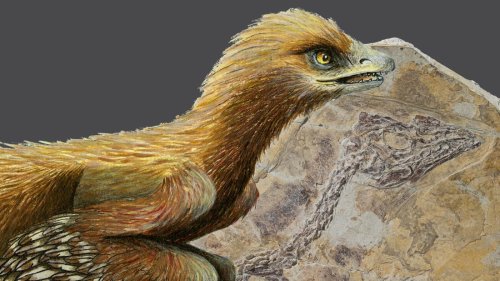 Archaeopteryx: Und er war doch ein Vogel