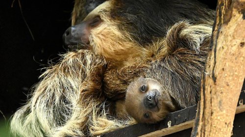 München: Rätsel um Faultier-Baby in Tierpark Hellabrunn gelöst