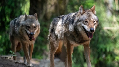 Bayern: Auch in den Ammergauer Alpen lebt jetzt ein Wolfspaar