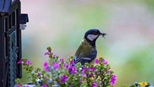 „Vogelfreundlicher Garten“: Wohlfühlprogramm für Vögel