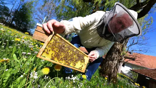 Asiatische Hornisse: Bienenjäger auf dem Vormarsch