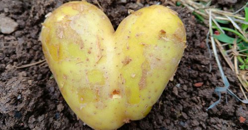 Kartoffel: Experte gibt Tipps zu Lagerung und hat Rezept-Ideen