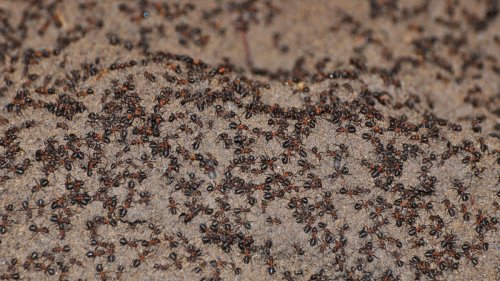 Wie Ameisen aus einem Atombunker zu Kannibalen wurden