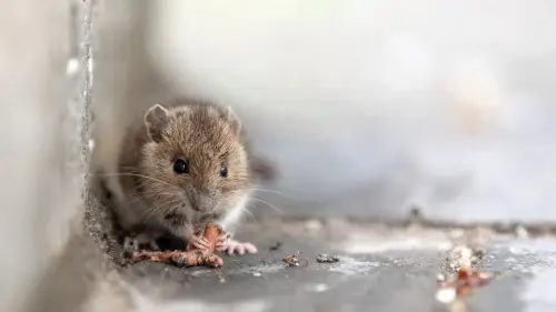 Anstieg bei Hantavirus-Erkrankungen in Bayern
