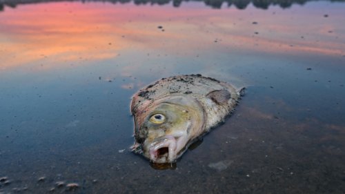 Hat eine giftige Alge die Fische in der Oder getötet?