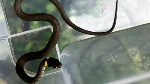 Ringelnatter aus einem Vorgarten zurück in die Natur gebracht