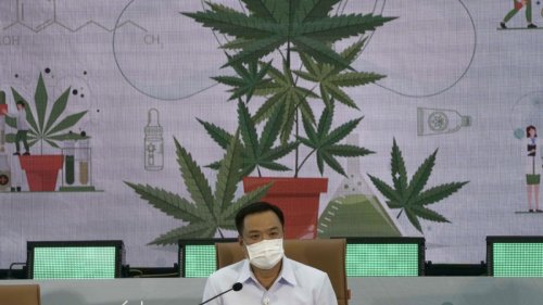 Thailands Regierung verschenkt eine Million Cannabis-Pflanzen