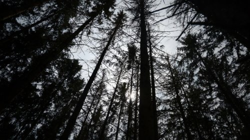 Borkenkäfer-Katastrophe im Bayerischen Wald: Glauber rudert zurück