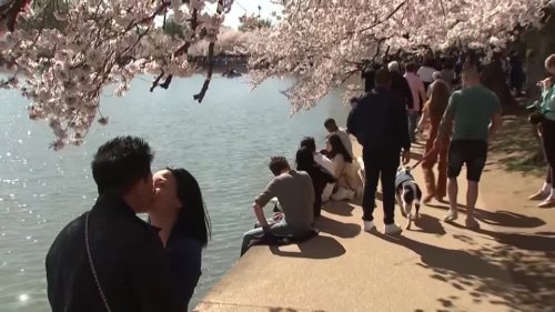 Kirschblüte erfreut Besucher in Washington