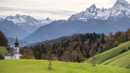 Klimawandel: Warum die bayerischen Bergwälder immer schneller wachsen