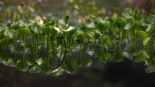Auf der Suche nach Sumpf-Calla und Laubfrosch