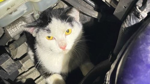 München: Katze verhakt sich in Motorraum