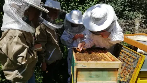 Wissenswertes über Bienen