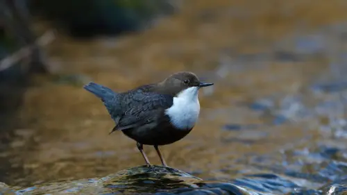 Der Fluss-Pinguin
