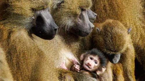 Zu viele Paviane im Gehege: Müssen Tiere getötet werden?