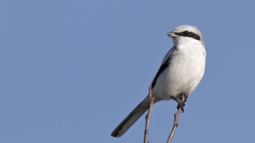Bericht von IUCN und Birdlife: Jede achte Vogelart bedroht