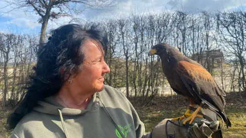 Wüstenbussard vertreibt Krähen