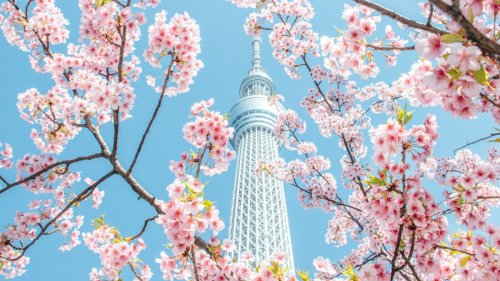 Zum Weinen schön: Kirschblüte in Japan