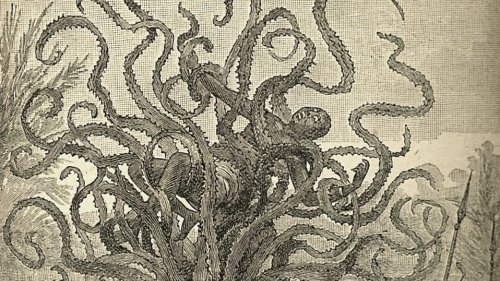 Dem Geheimnis auf der Spur:Der Menschenfresser-Baum