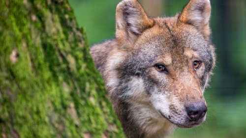 Abschussgenehmigung:Der Wolf wird zum Staatsfeind erklärt